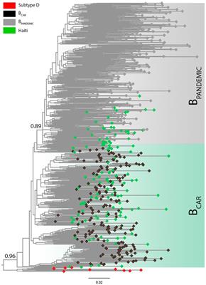 Phylogeographic Analyses Reveal the Early Expansion and Frequent Bidirectional Cross-Border Transmissions of Non-pandemic HIV-1 Subtype B Strains in Hispaniola